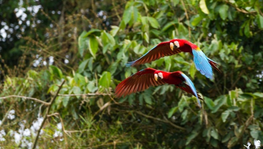 Papageien im peruanischen Regenwald